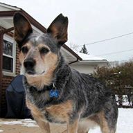 Aucado Australian Cattle Dog Rescue Shelter MI for Heelers